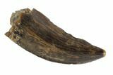 Serrated, Tyrannosaur Tooth - Judith River Formation, Montana #95642-1